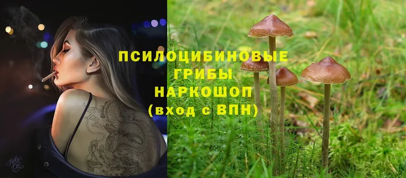 Псилоцибиновые грибы MAGIC MUSHROOMS  наркотики  мега зеркало  Калтан 